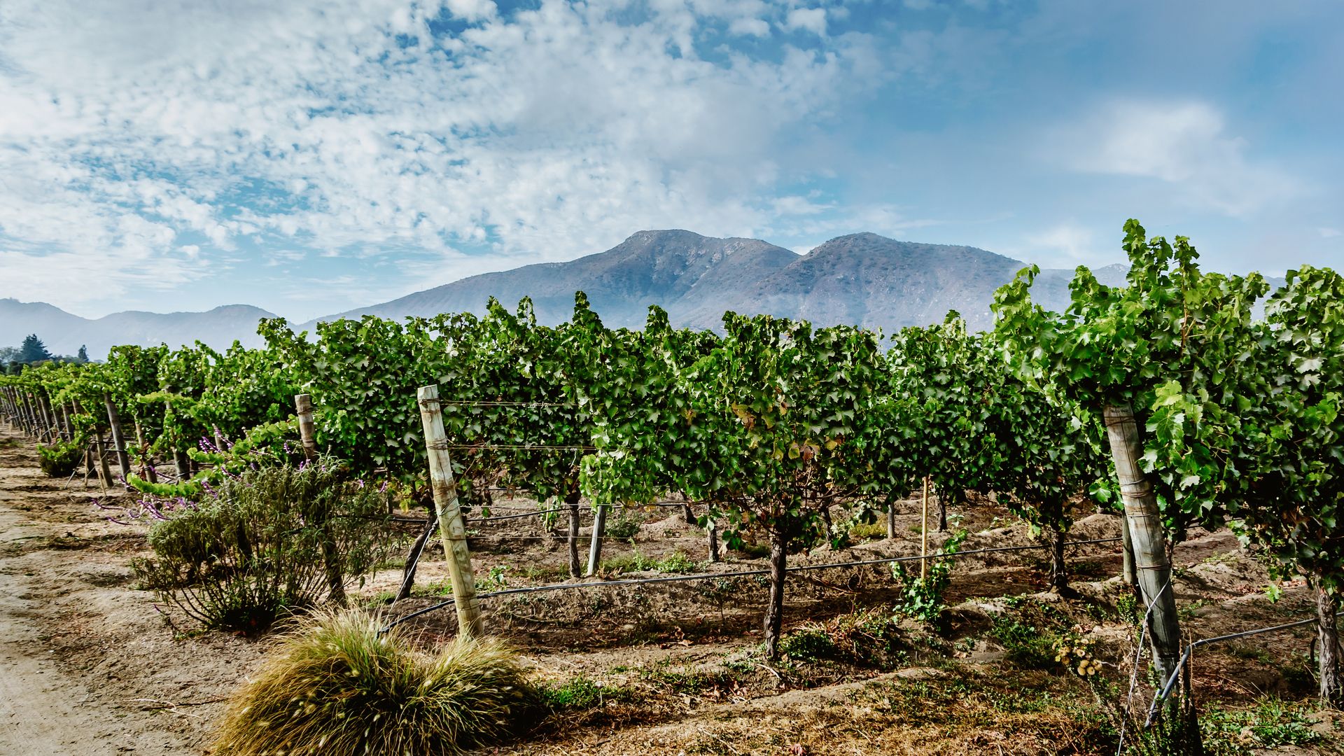 Zwischen Anden und Pazifik liegt das Casablanca-Tal
