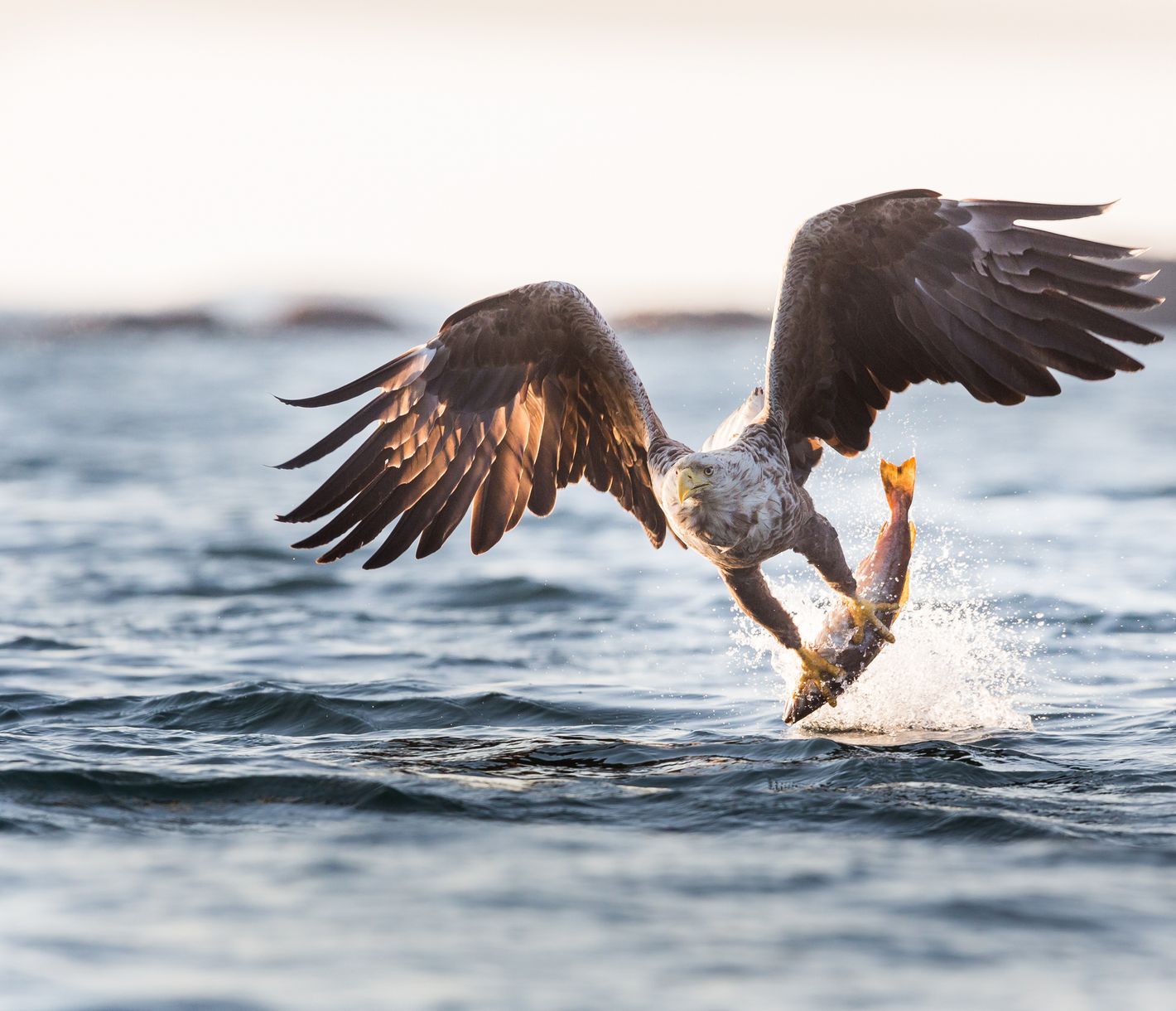 Der grösste Raubvogel Norwegens