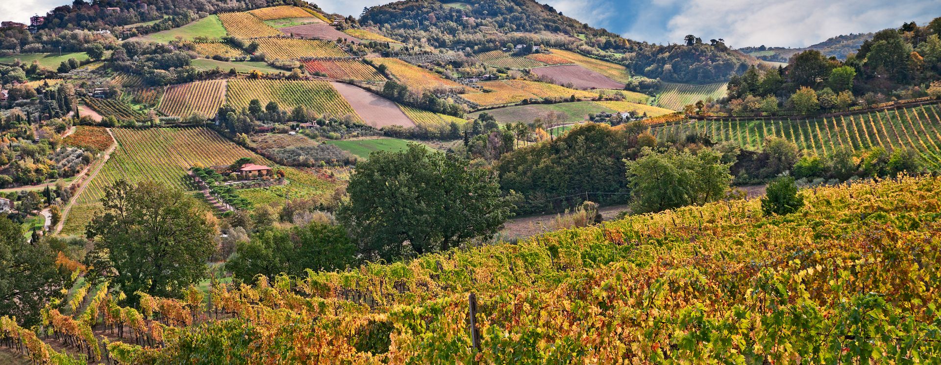 Weinberge in Forli-Cesena