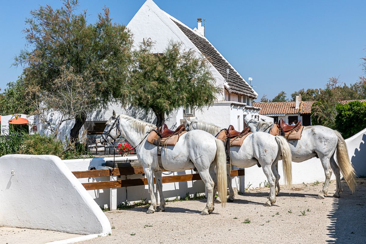 Chevaux