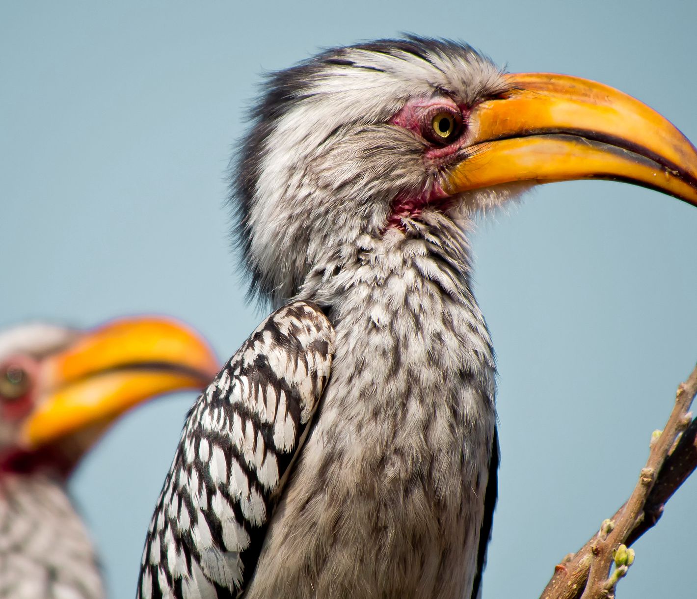 Gelbschnabeltoko-Paar auf einem Ast im Chobe-Nationalpark
