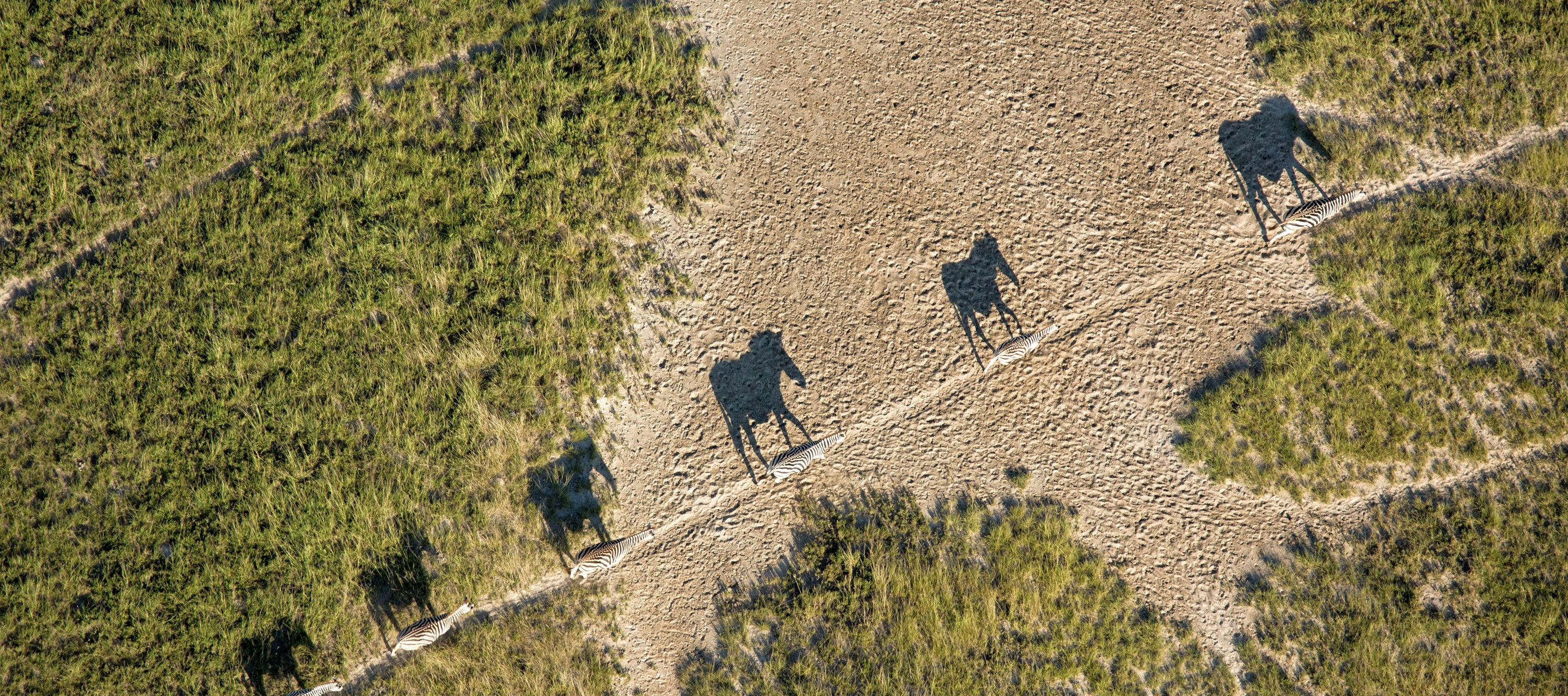 Schatten werfende Zebra-Familie aus der Luft