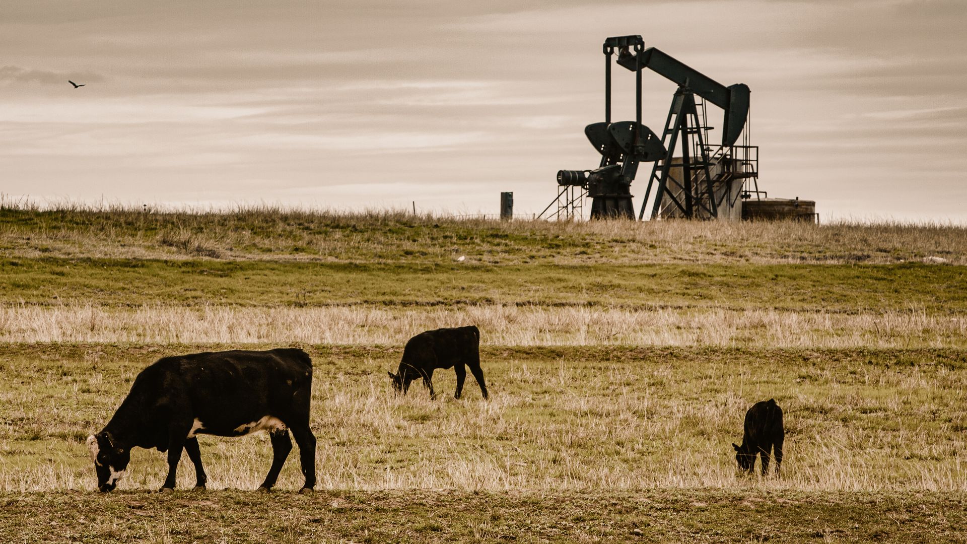 Ölpumpen und Rinderherden prägen das gegensätzliche Landschaftsbild im Bundesstaat Oklahoma.