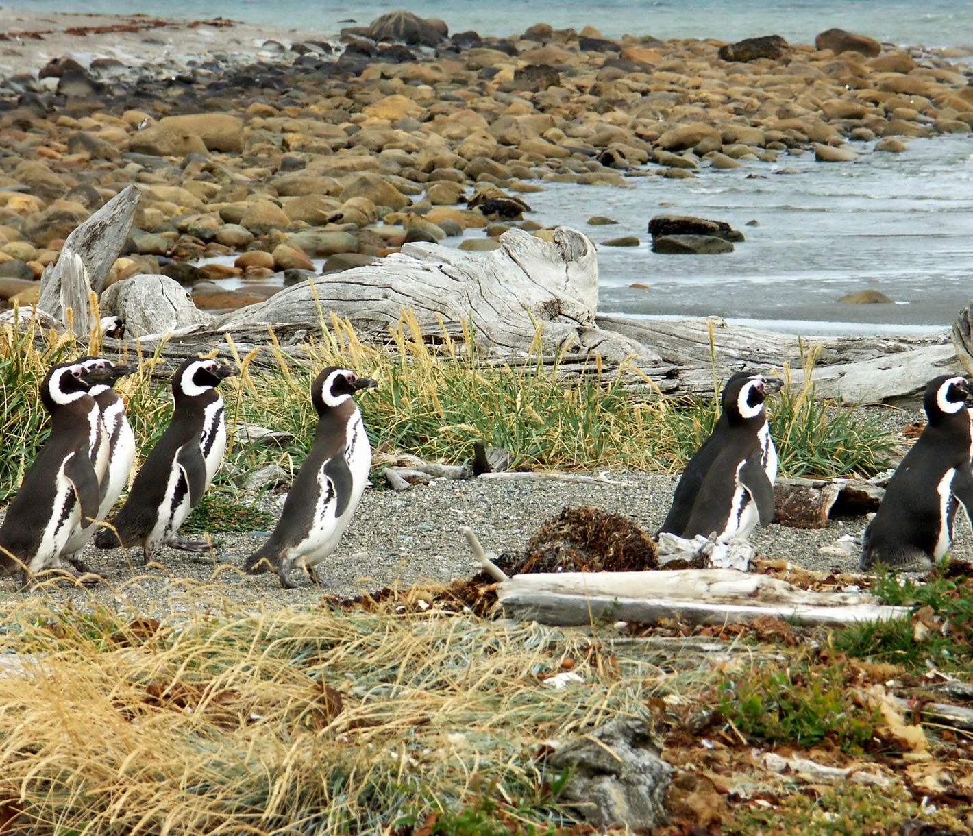 Magellan-Pinguine in der Otway Kolonie nahe Punta Arenas