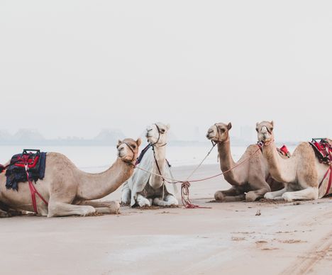 Kamele am Strand von Ras Al Khaimah bei Sonnenaufgang