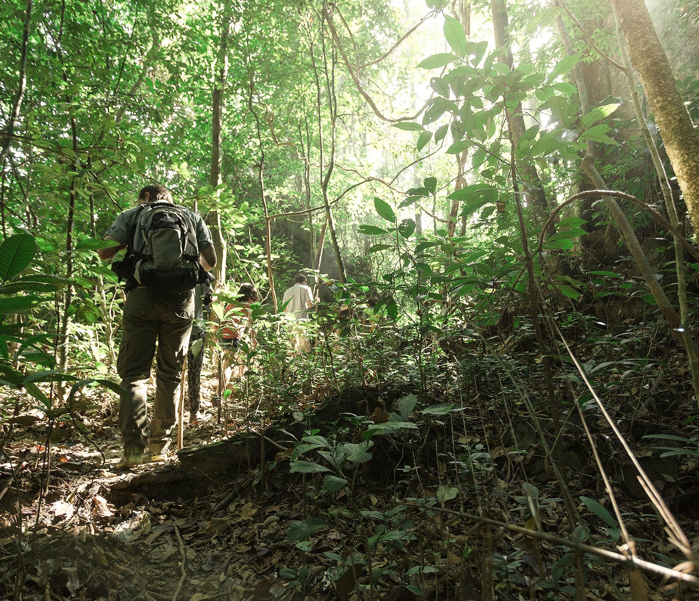 Ein leichtes Trekking durch den Regenwald ermöglicht tiefe Einblicke in die lokale Flora und Fauna.