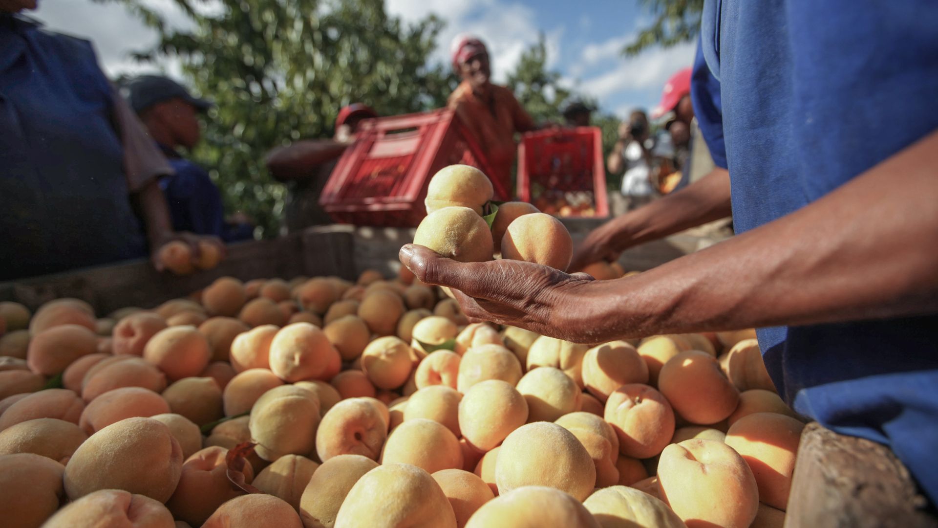 Récolte de légumes à Clanwilliam, Afrique du Sud