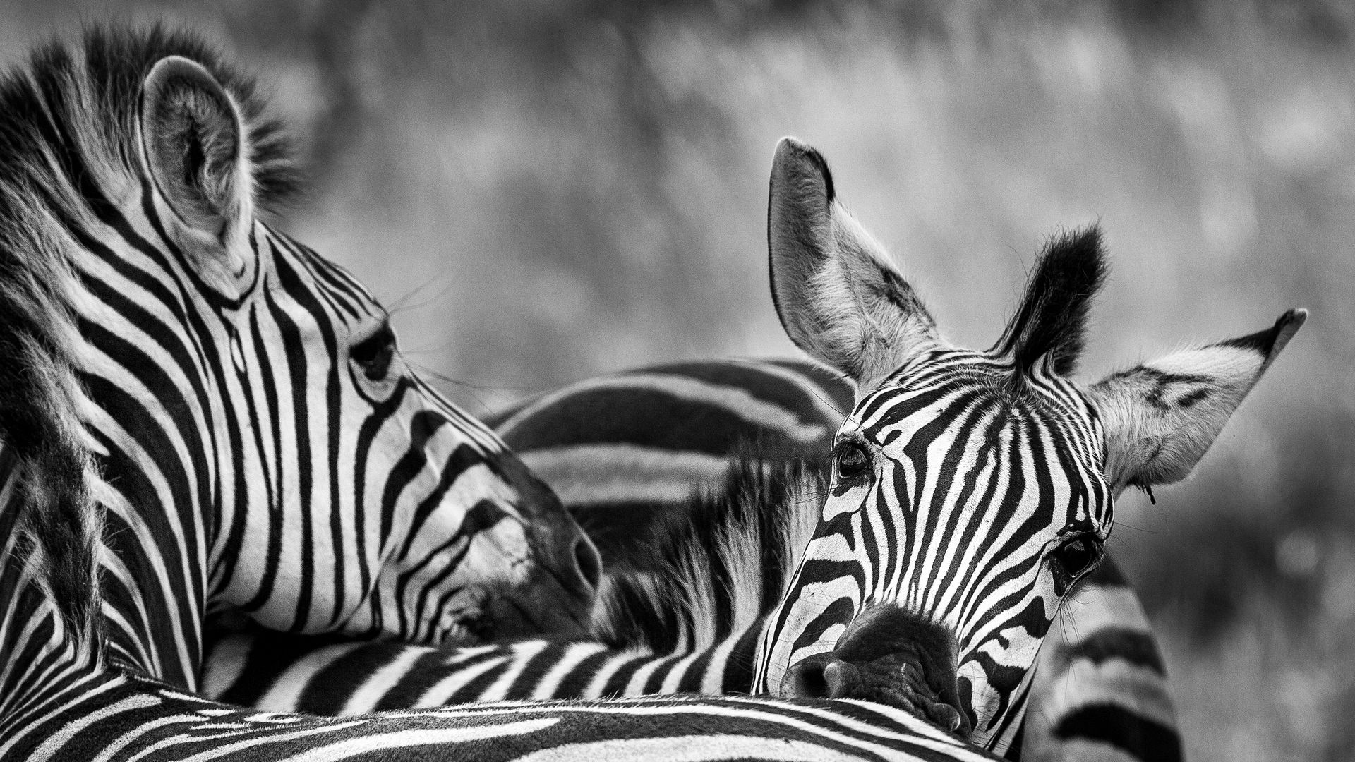 Zebra auf dem Golf Course