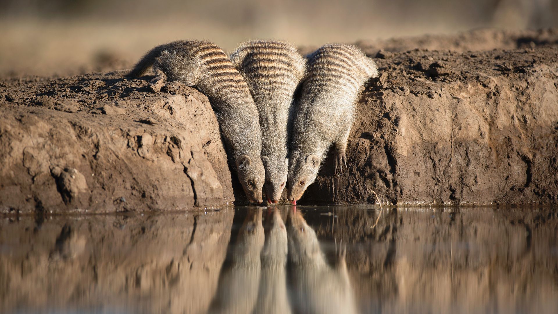Les mangoustes zébrées sont facilement reconnaissables à leurs rayures dorsales.