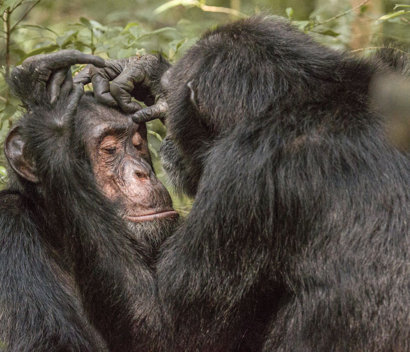 Chimpanzés en train de se toiletter dans le Parc National de Kibale