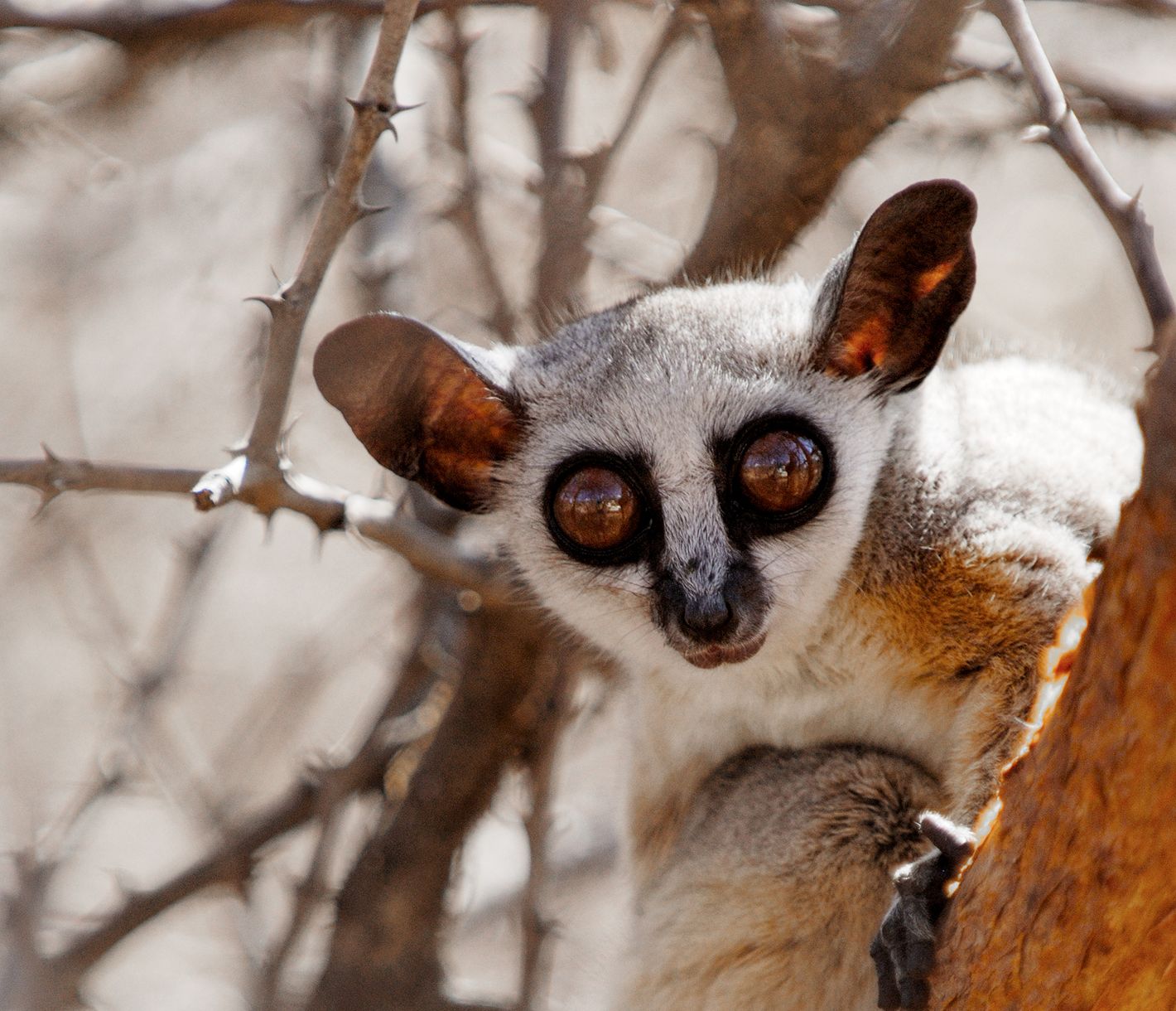 Schau mir in die Augen (Bush-)Baby!