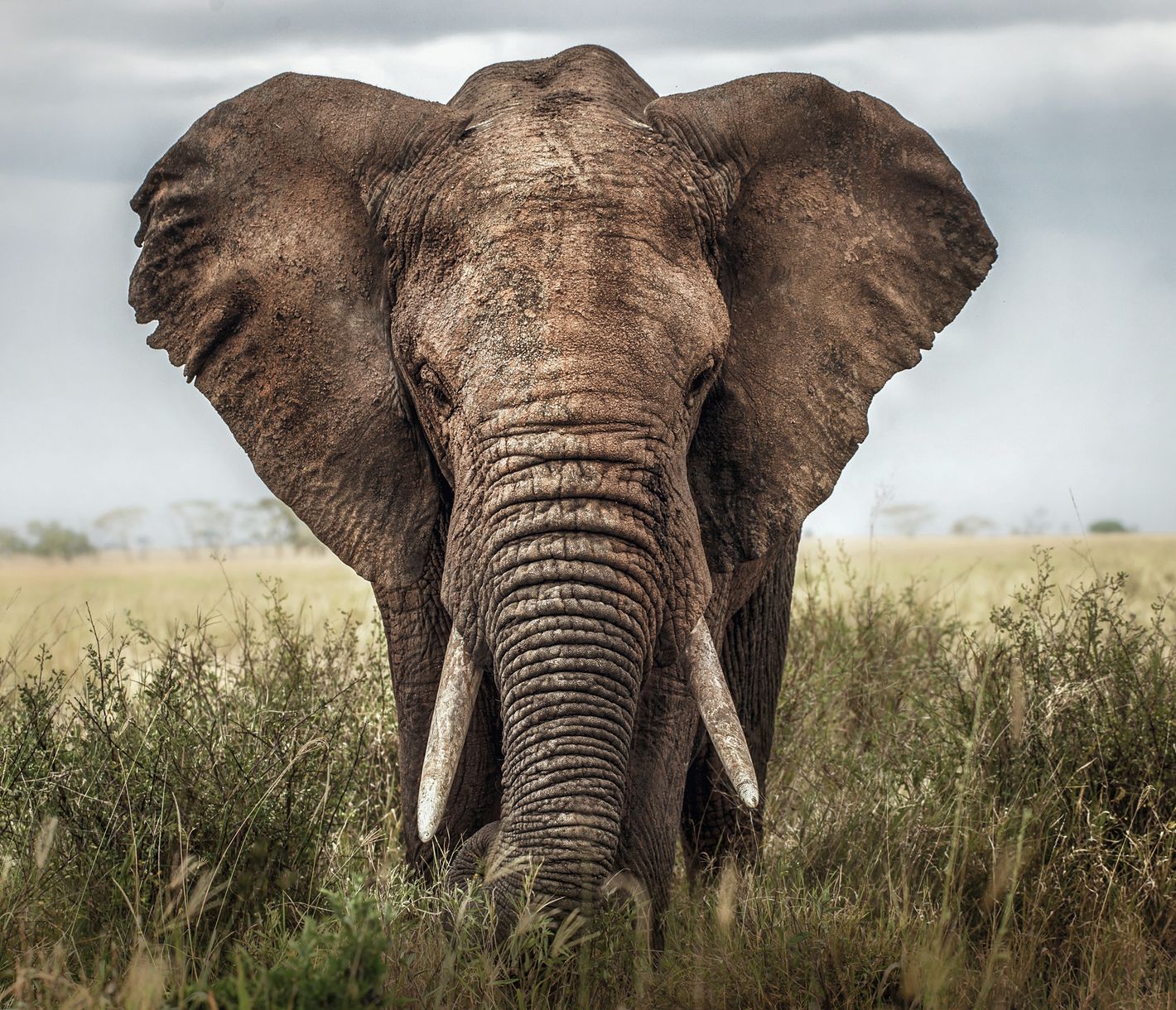 Afrikanischer Elefant beim Grasen in der Serengeti