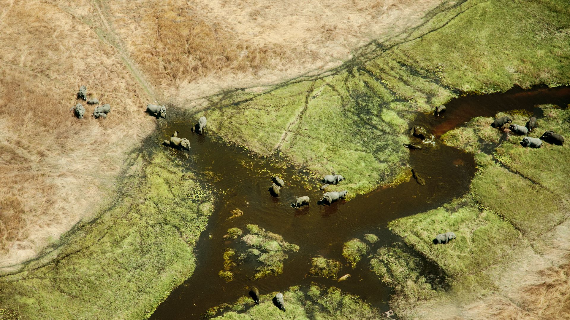 Un fascinant dédale aquatique