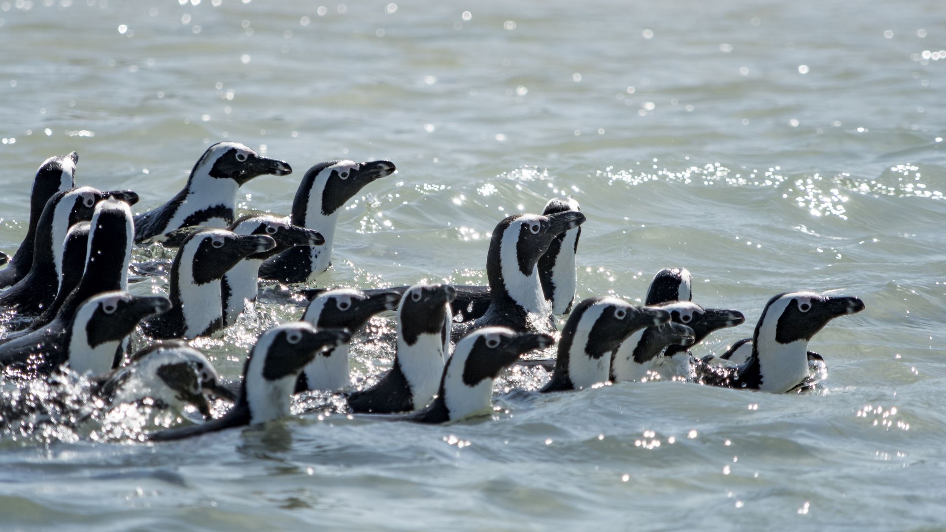 Afrikanische Pinguine
