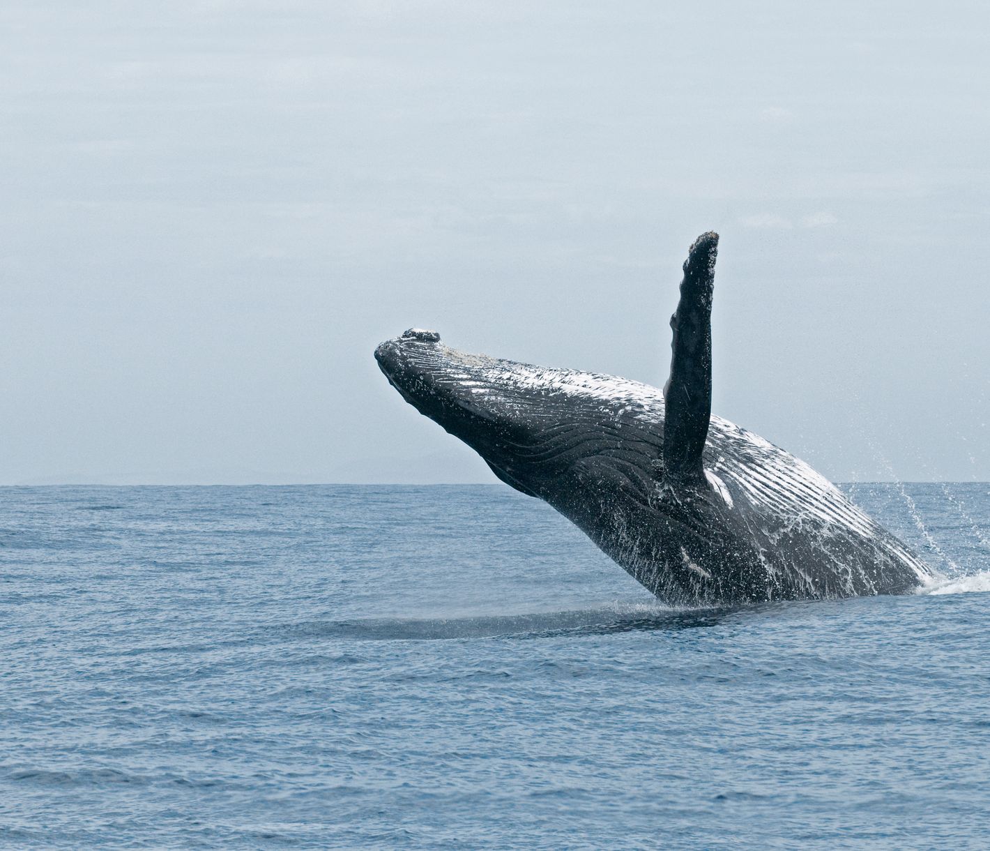 Inoubliable rencontre avec la baleine à bosse, le géant des océans