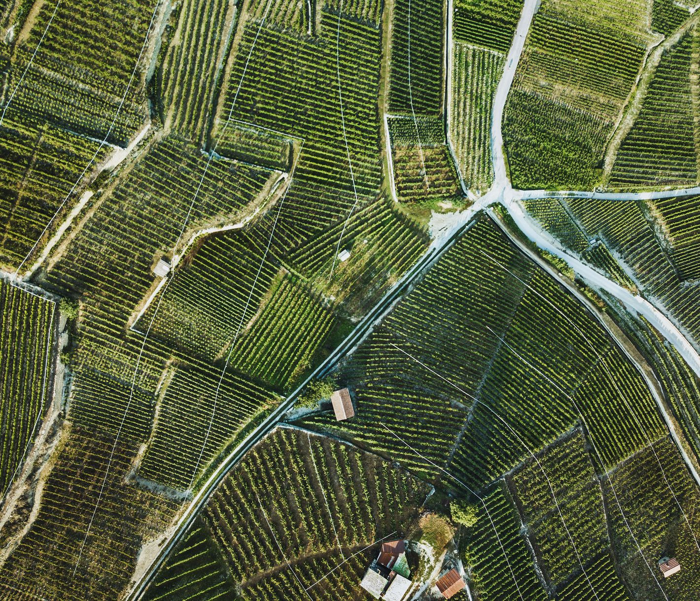 Plaisirs épicuriens au fil de la Route des Vins