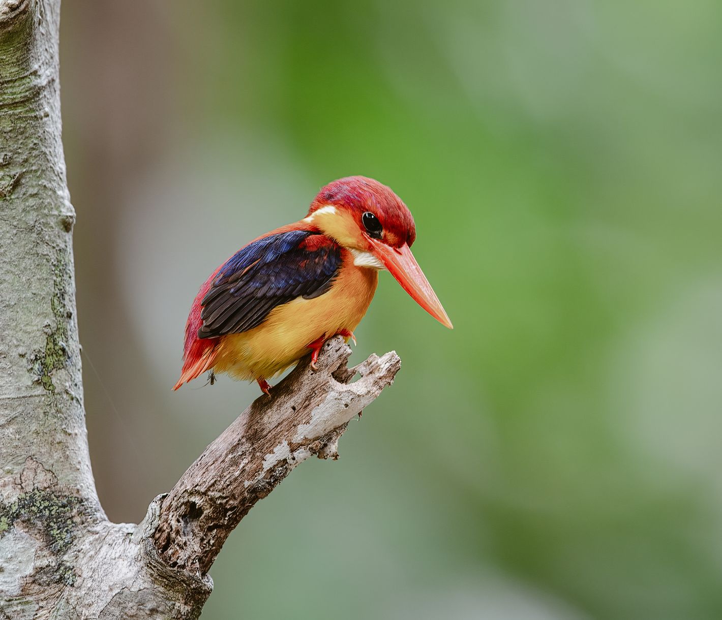 Birdwatcher aufgepasst!