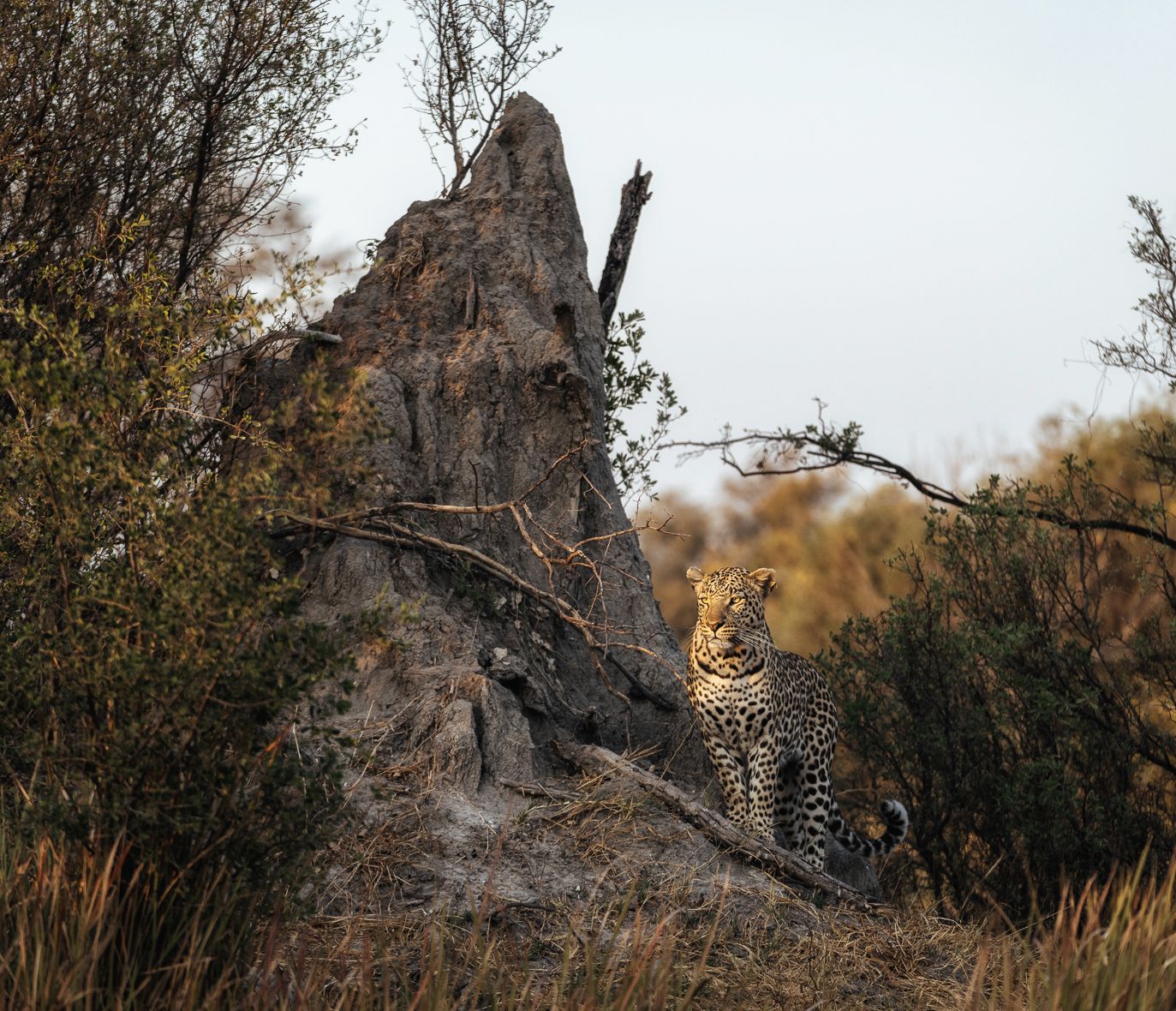 Seltene Begegnung: Leopard im goldenen Licht des Sambesi-Streifens