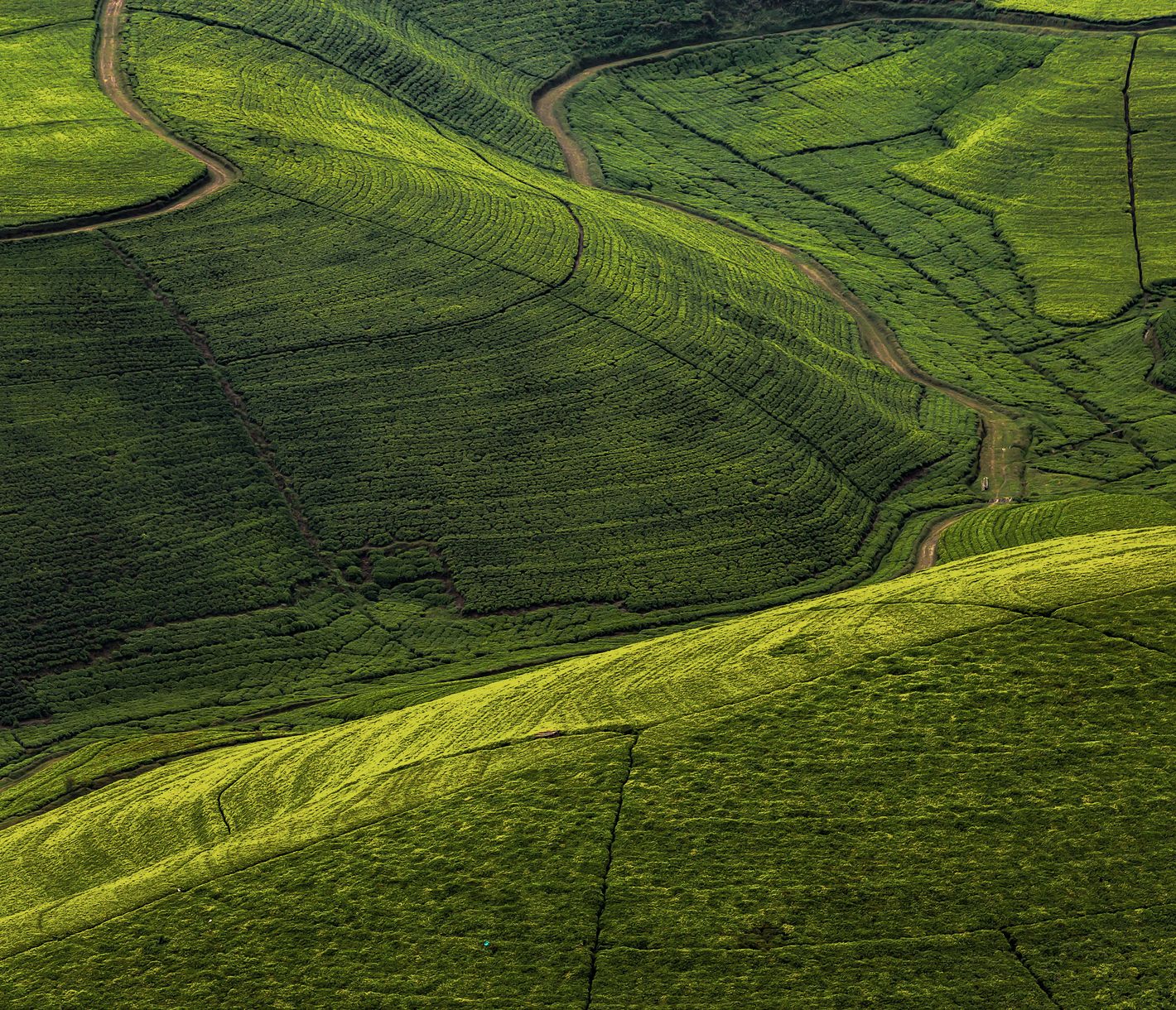 Teeplantage in der hügeligen Landschaft Ruandas