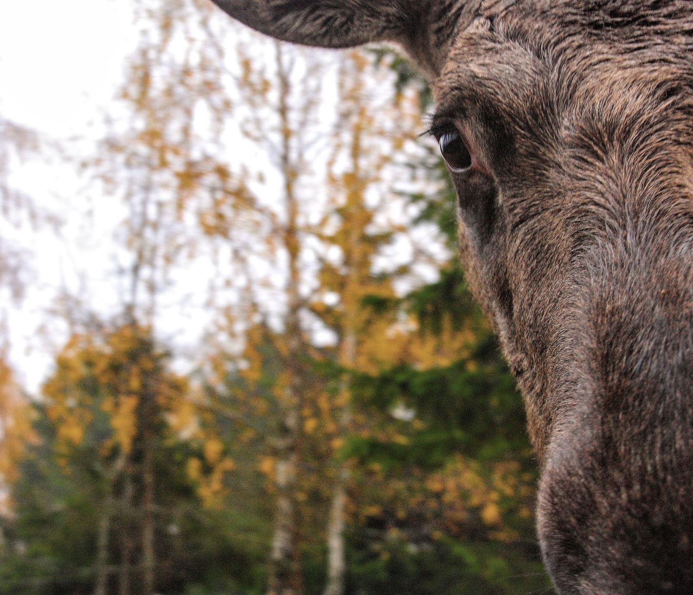 Traumlandschaften und Heimat der Rentiere