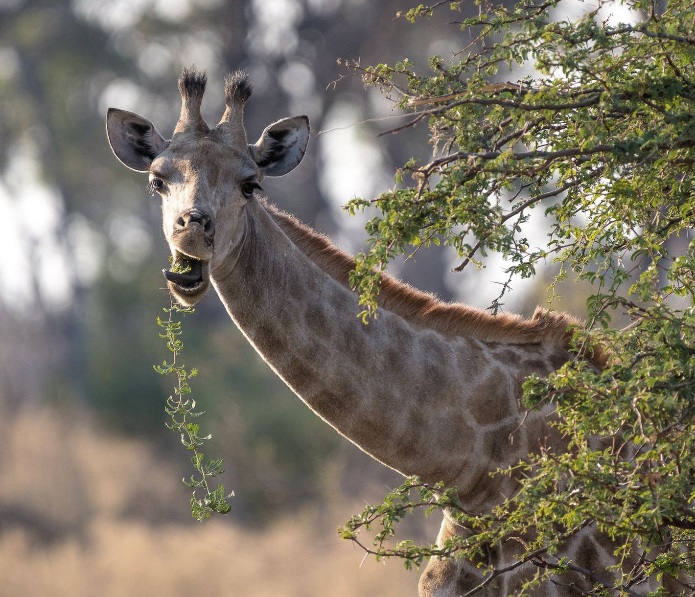 Netzgiraffen lieben Akazienblätter, je jünger und frischer, desto besser