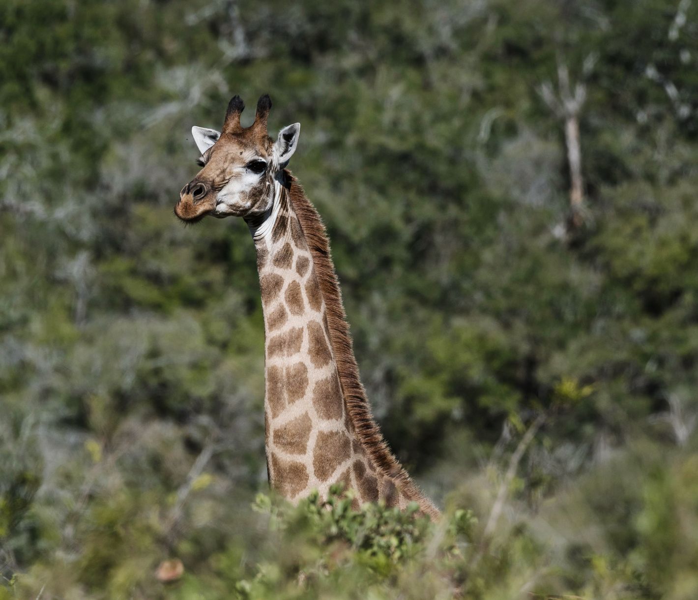 Eine Giraffe hat den perfekten Blick über die Büsche.