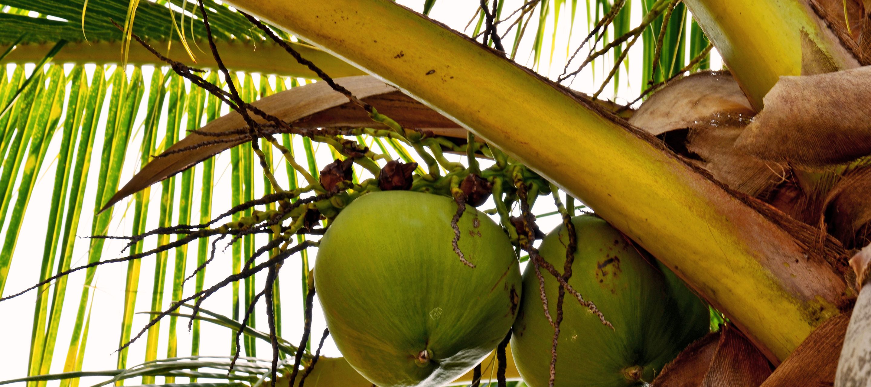 In der Baan Takian Tia Community werden Kokosnüsse nachhaltig kultiviert.