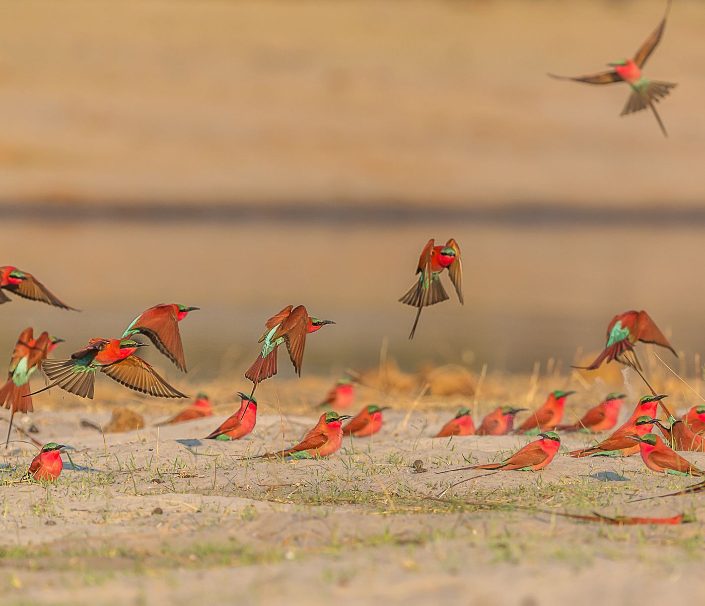 Karminbienenfresser sind sehr unbeholfen am Boden