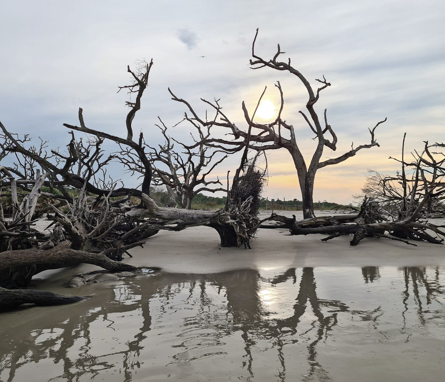 Driftwood Beach auf Jekyll Island