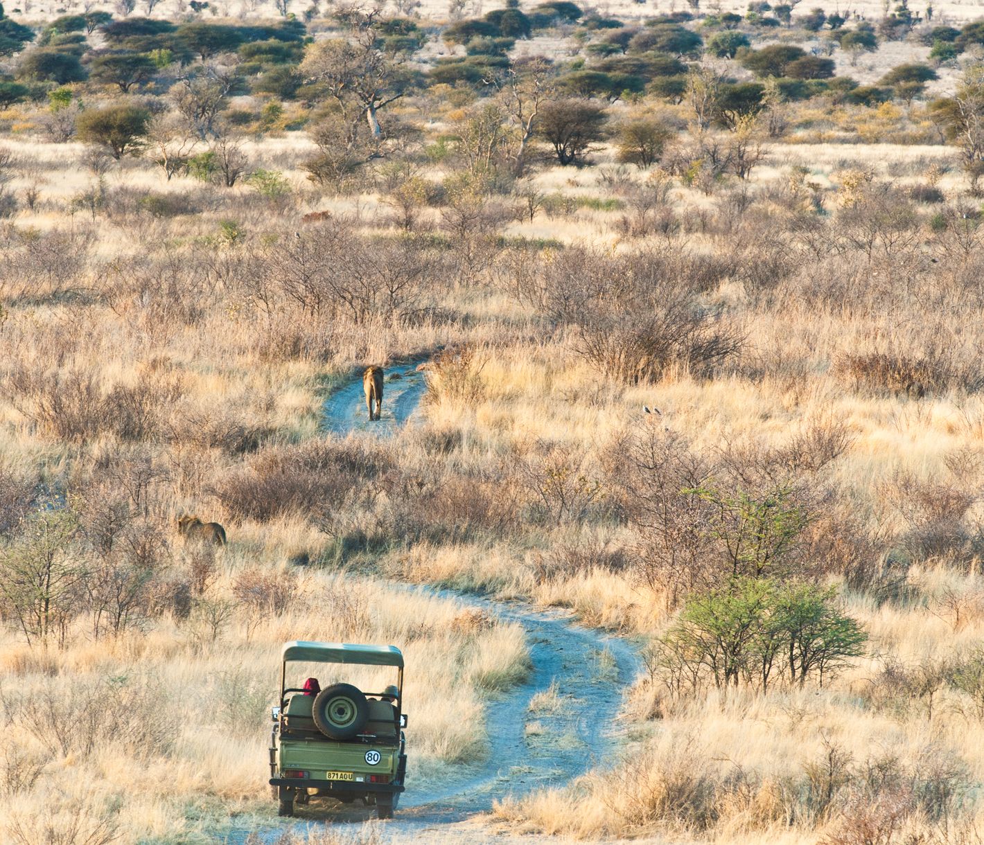 Fahrzeug auf sandiger Piste verfolgt spazierende Löwen