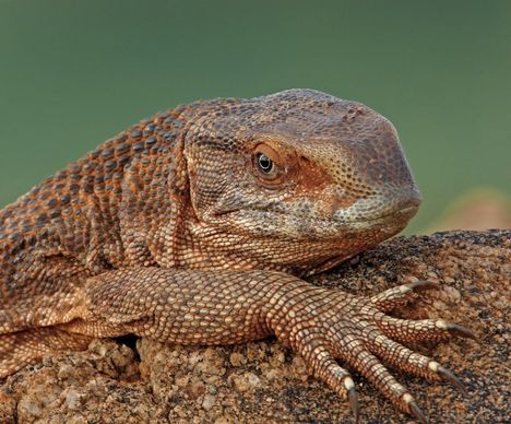 Schwarzkehlwaran auf einem Felsen im Tsavo-Ost-Nationalpark