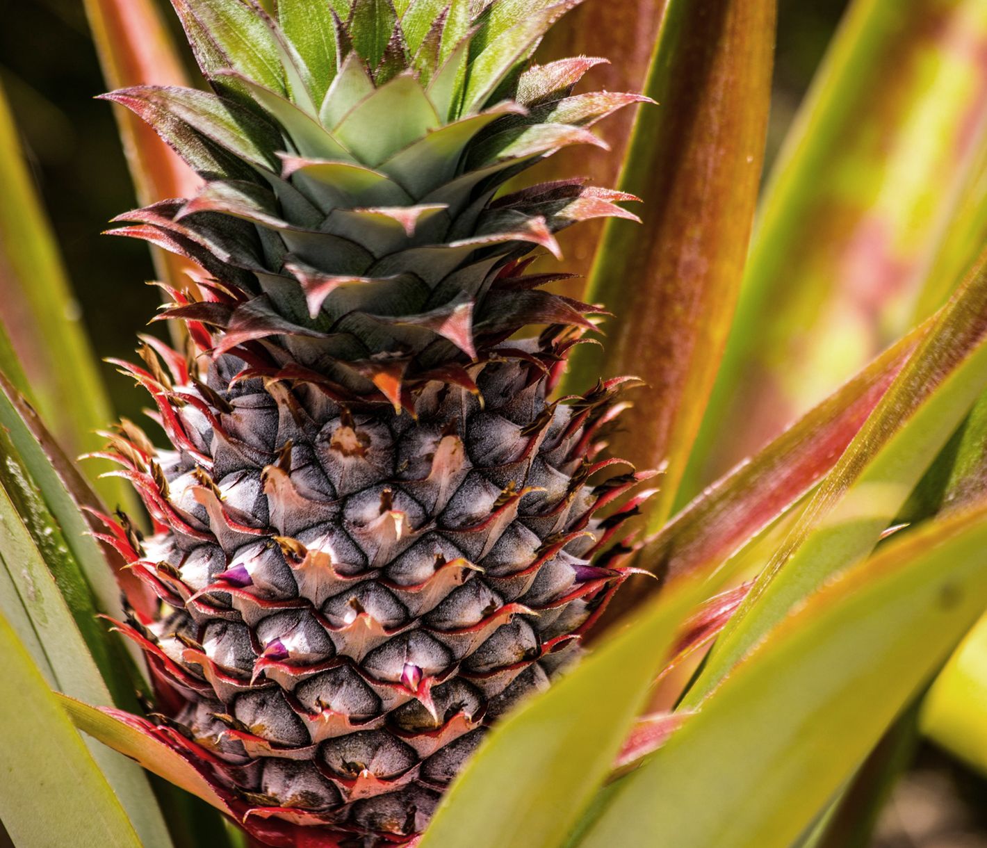 Ananas im Gewürzgarten Jardin du Roi auf Mahé