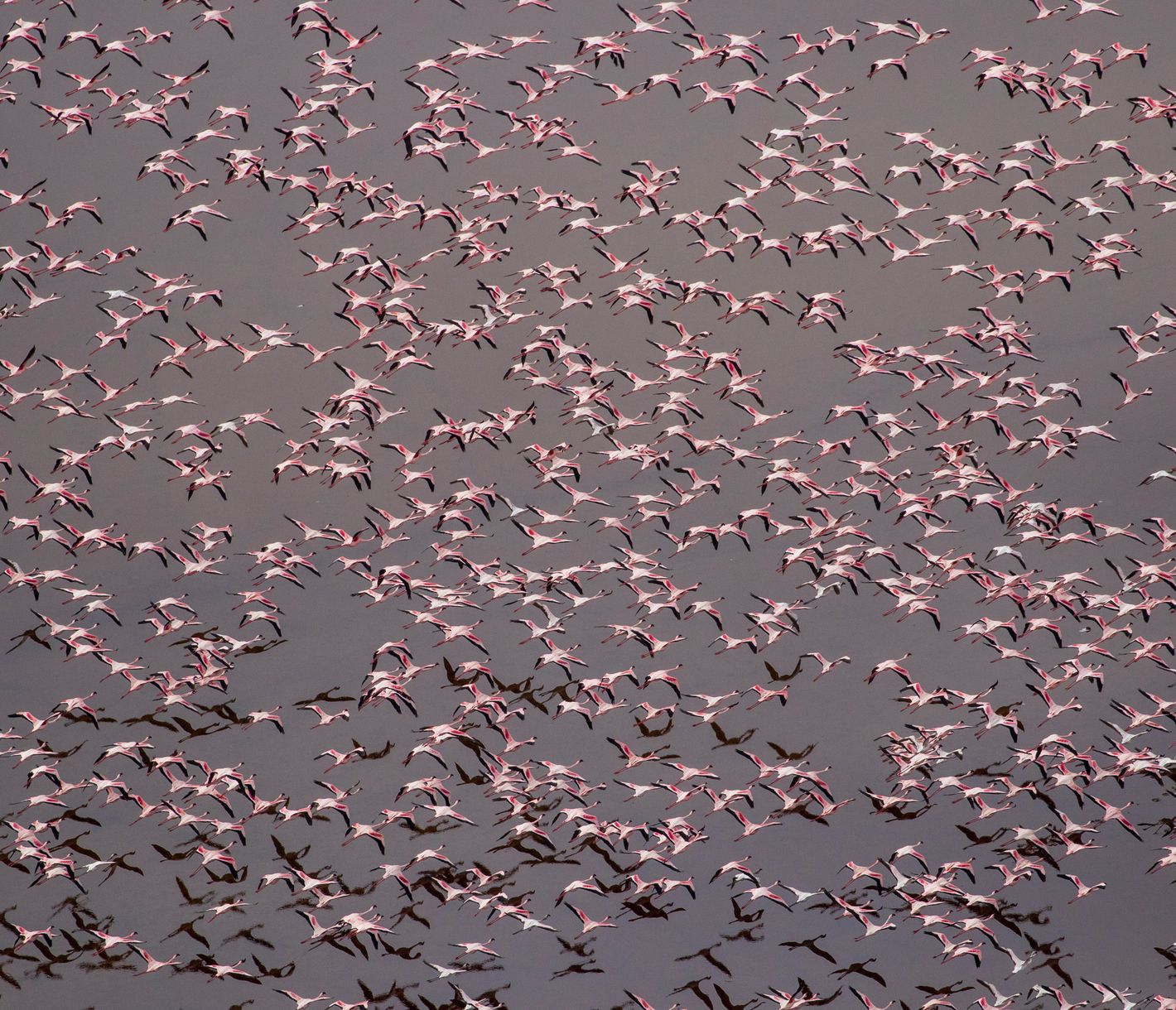 Ein Schwarm von Flamingos im Tiefflug über den Lake Natron