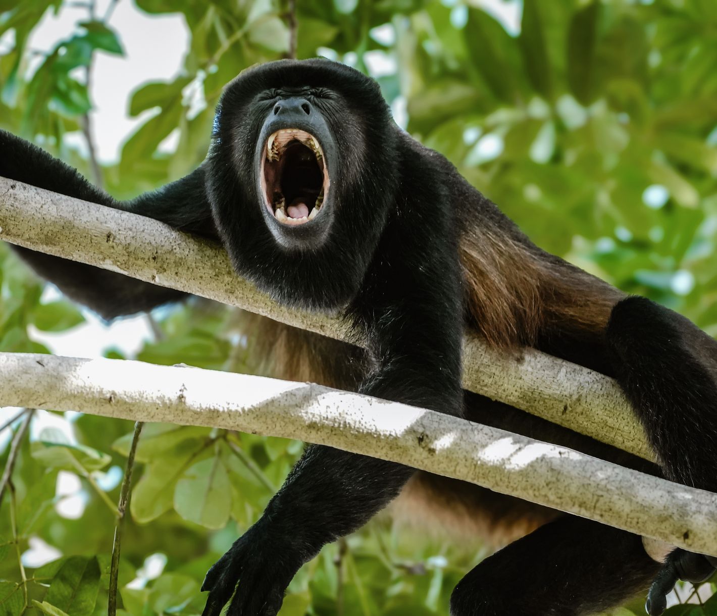 Das Wildschutzgebiet Curu ist das Zuhause vieler Tierarten.