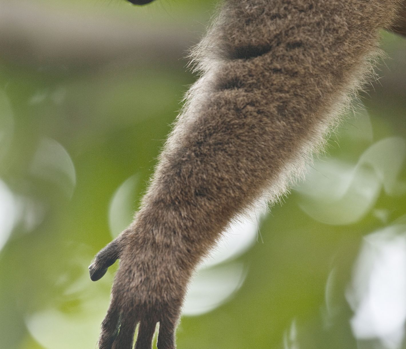 Un voisin turbulent ! Un conseil : fermez vos fenêtres ...