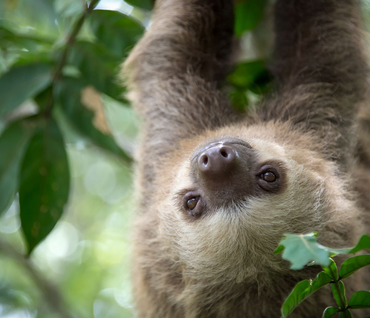 Das kleine Biotop, welches das Faultier mit sich trägt.