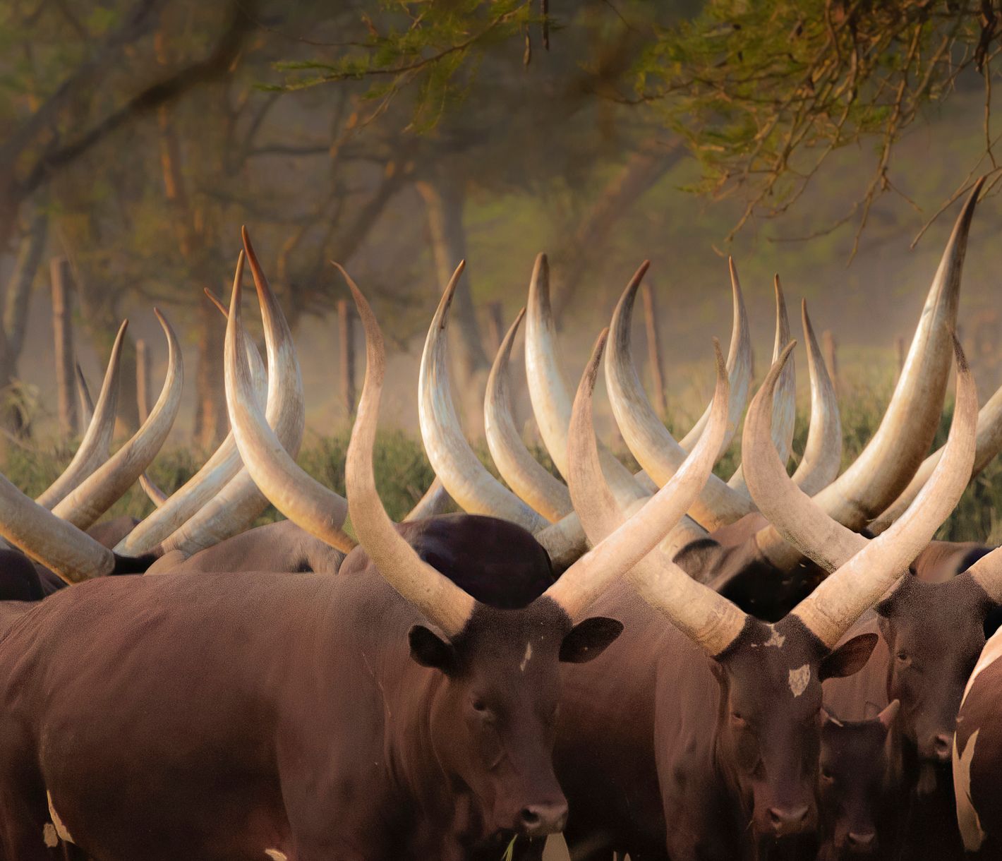 Rencontre au fil de la route en Ouganda