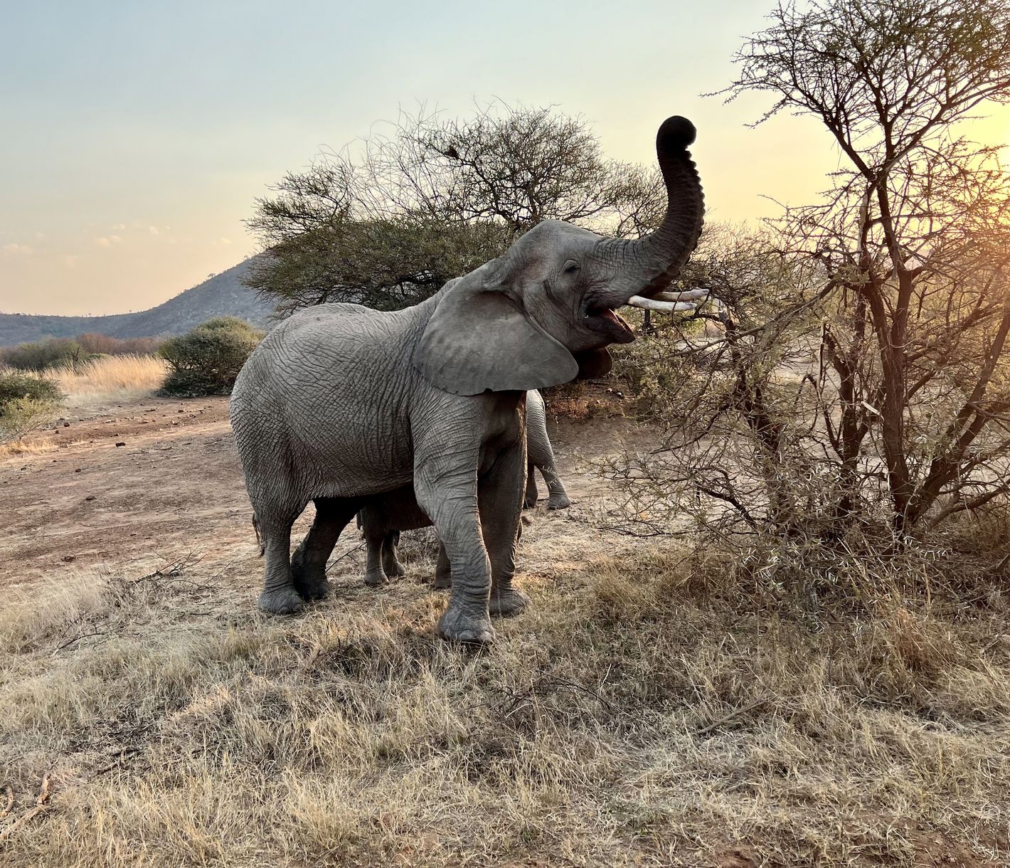 Fressende Elefantenkuh mit ihrem Jungtier