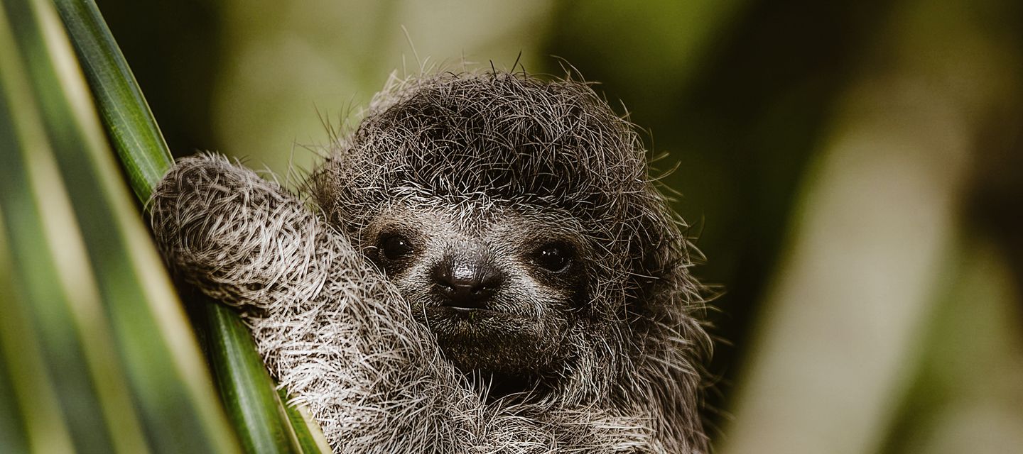 Costa Ricas unglaubliche Tierwelt.