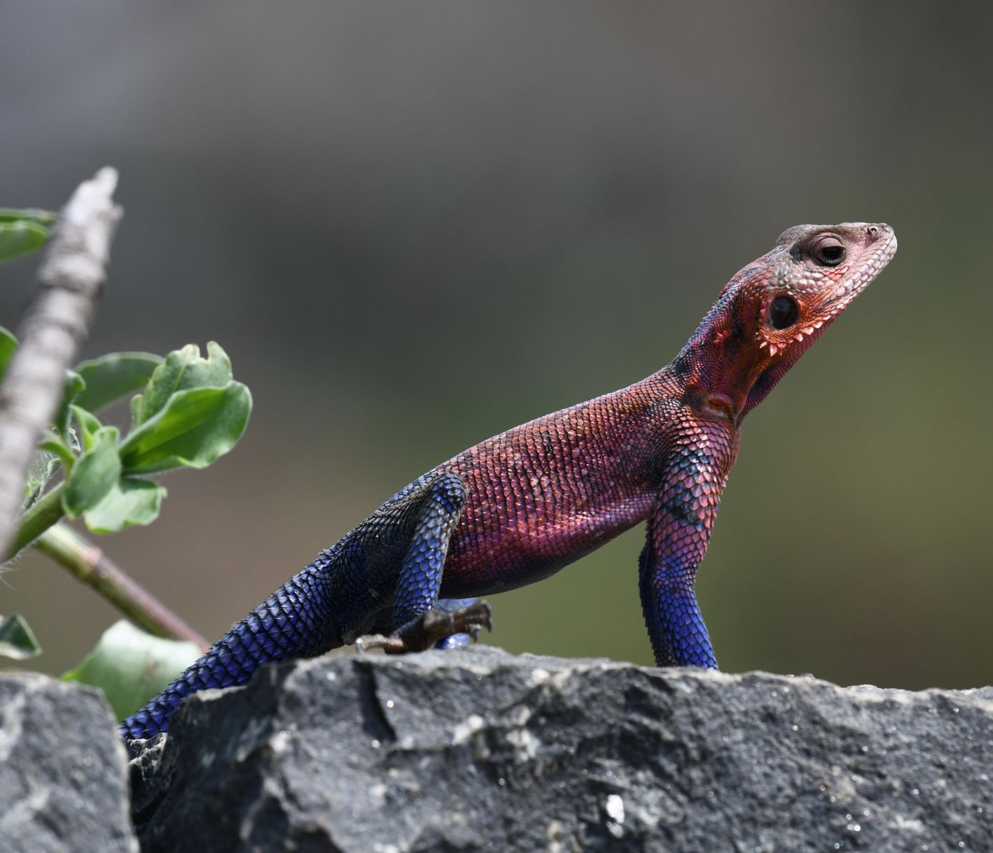 Eine Felsenagame in der Olare Motorogi Conservancy, Masai Mara