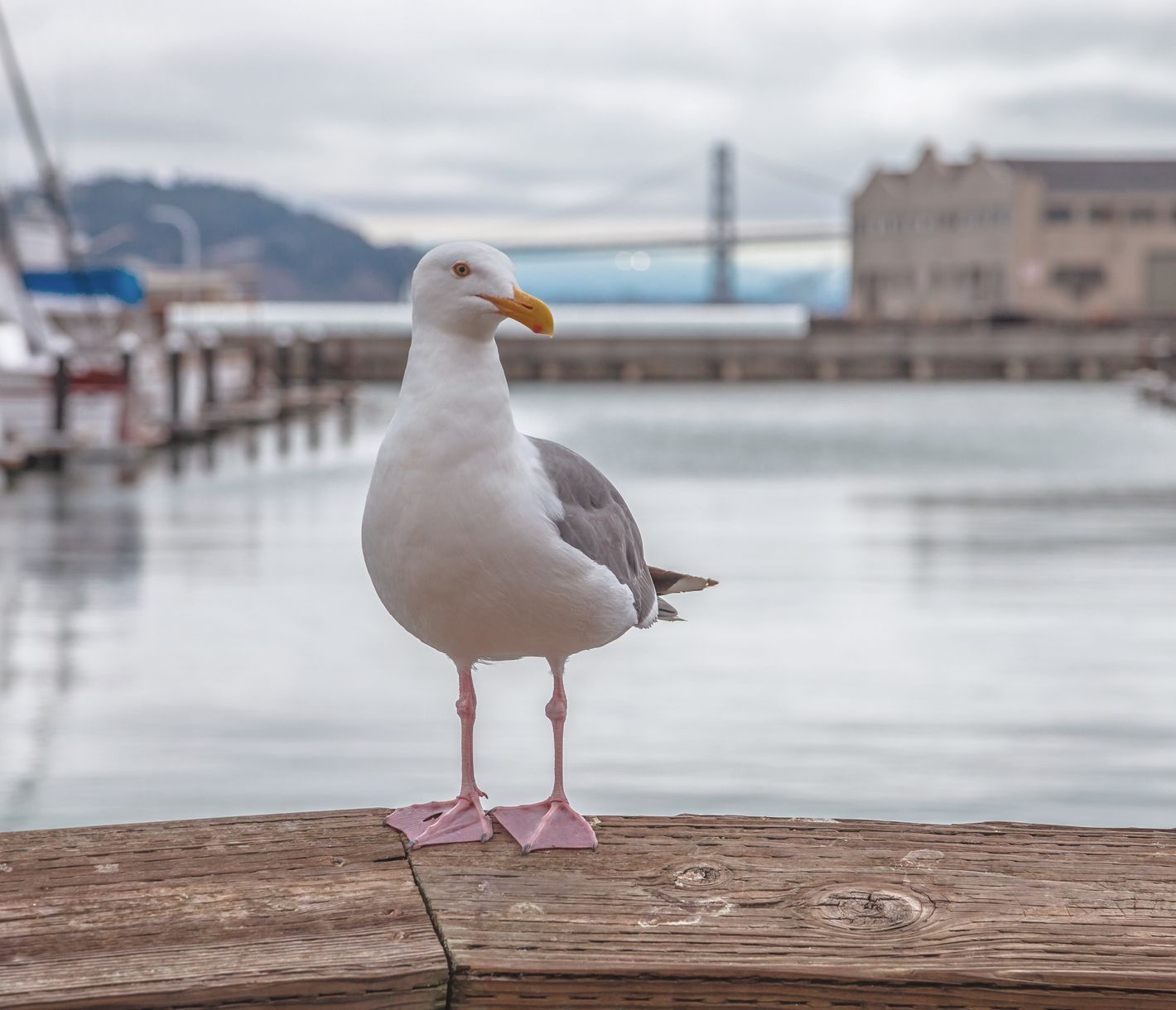 Die Fisherman's Wharf in San Francisco lädt zum Bummeln, Verweilen und dem Besuch von zahlreichen Attraktionen ein.
