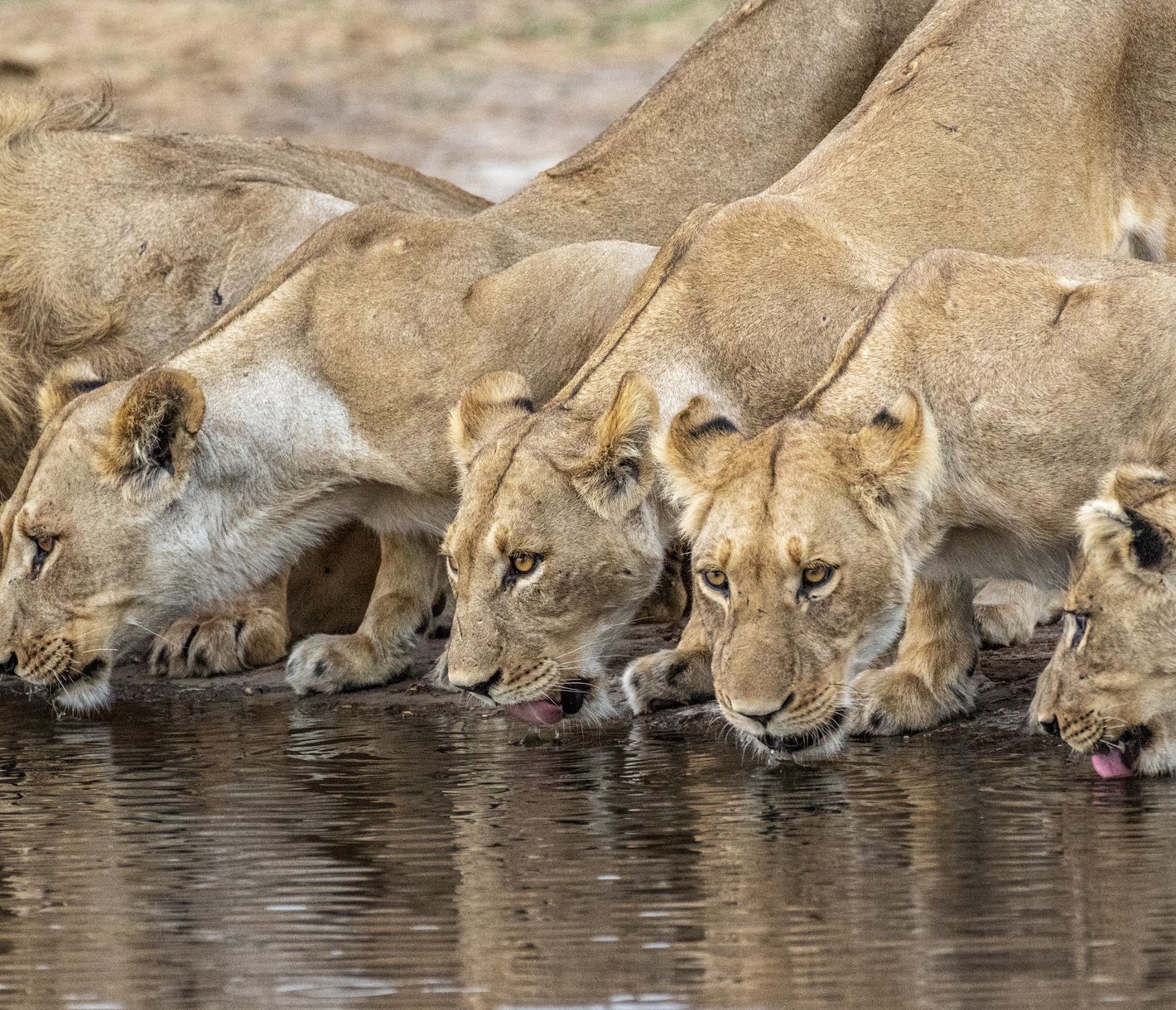 Une troupe de lions se désaltère au parc national Chobe