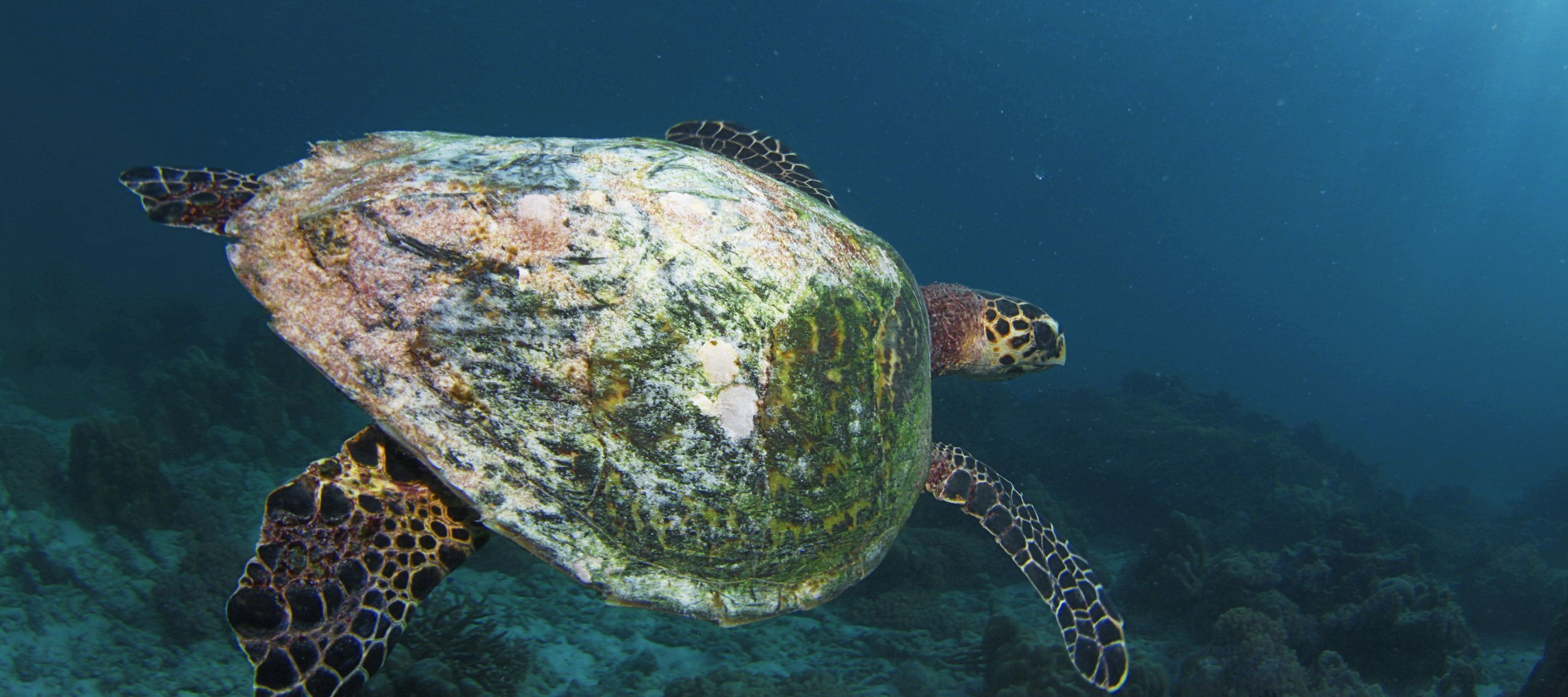 Eine Hawksbill-Schildkröte schwebt elegant im Meer.