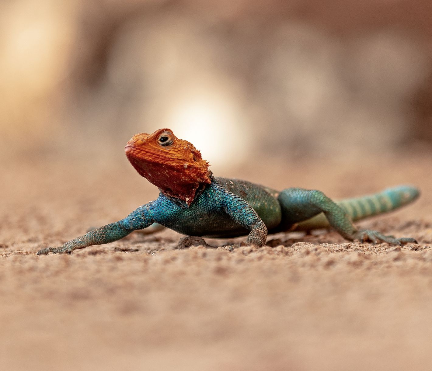 Farbenprächtige, männliche Siedleragame im Tsavo-West-Nationalpark