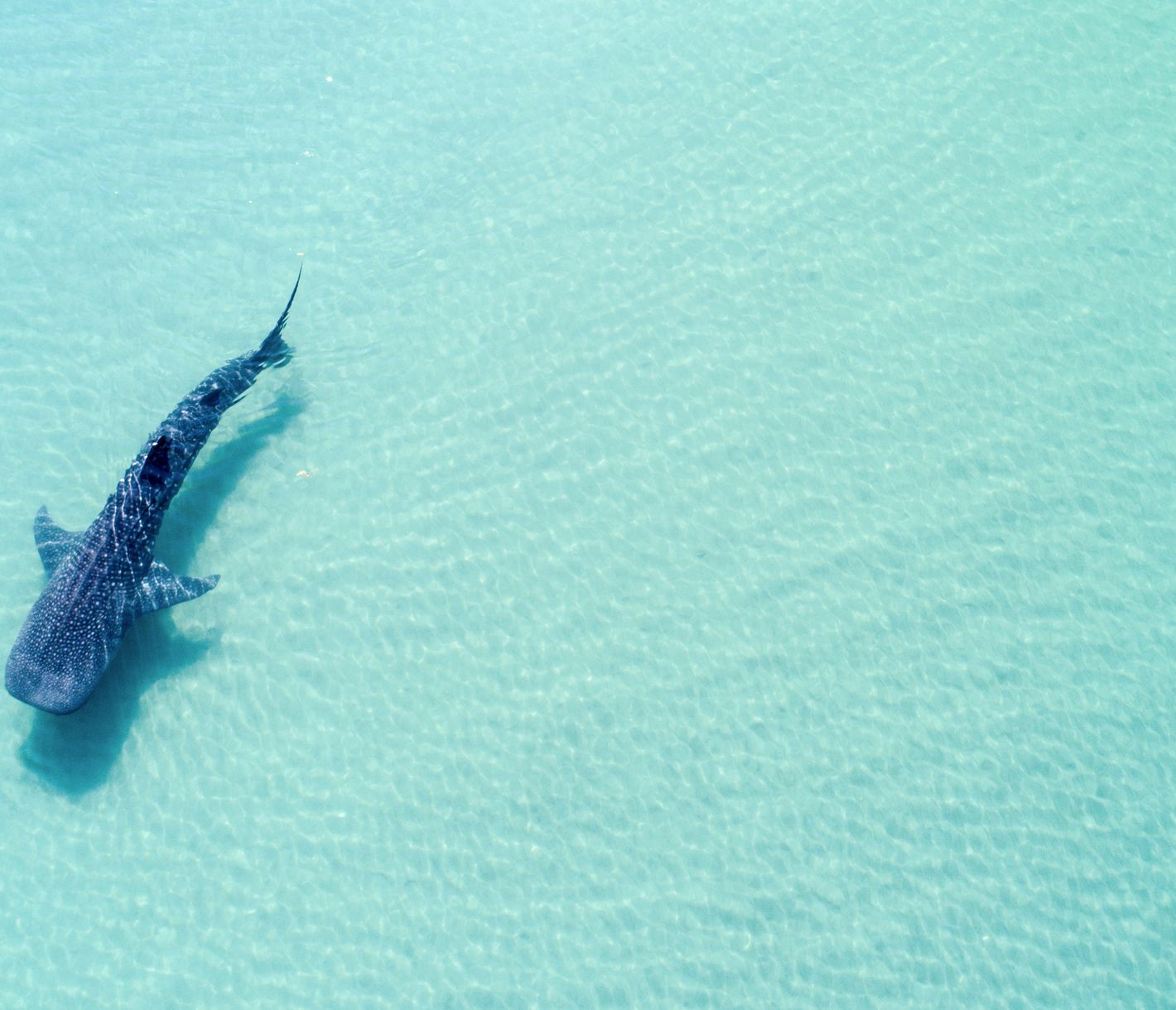 Walhai Malediven aus der Vogelperspektive – Naturwunder über und unter Wasser