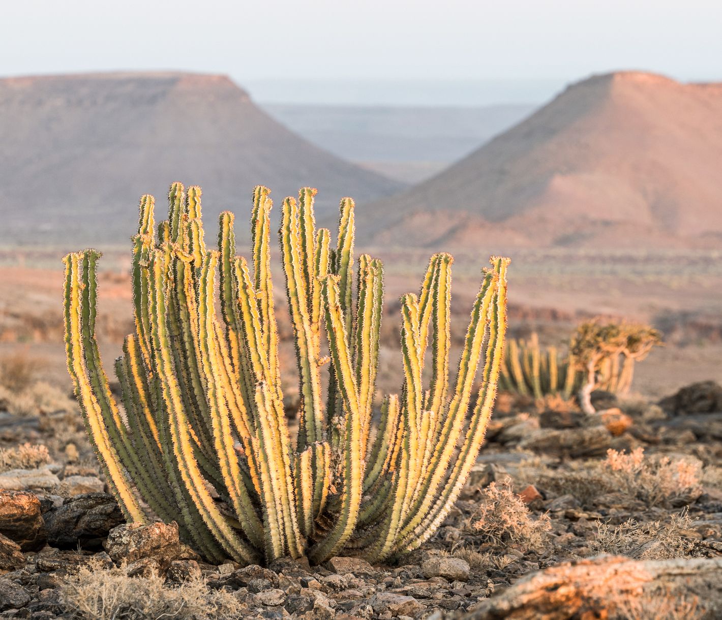Pflanzenwelt im Fish River Canyon in Südnamibia