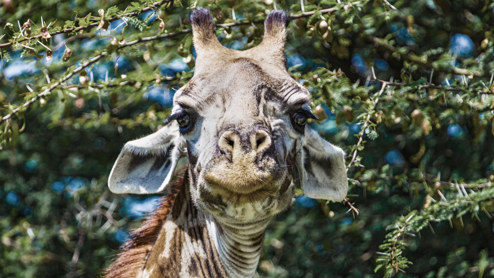 Was guckst du! Giraffe mit ihrer Leibspeise, den Akazien-Baum.