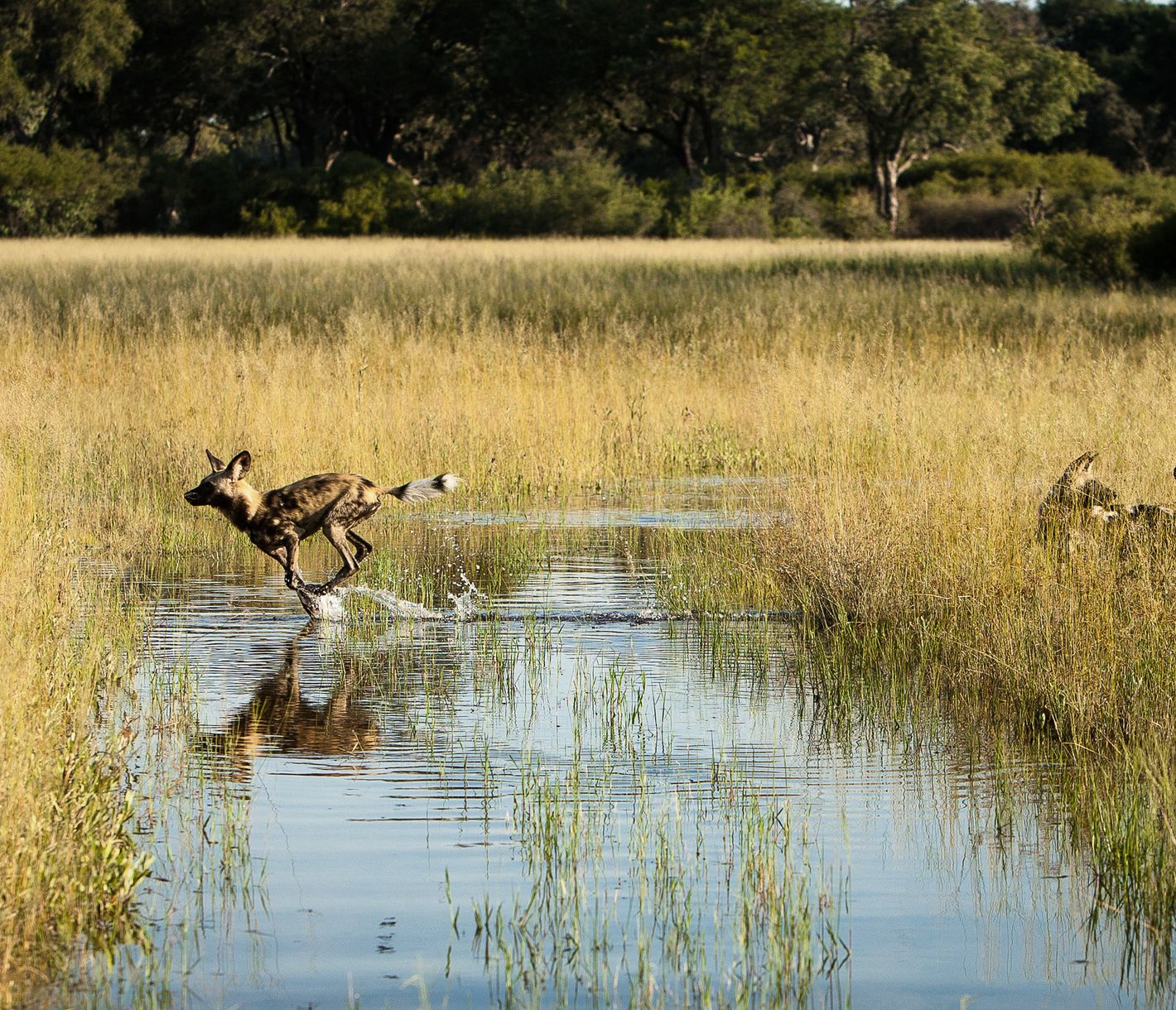 Afrikanische Wildhunde im Moremi Game Reserve
