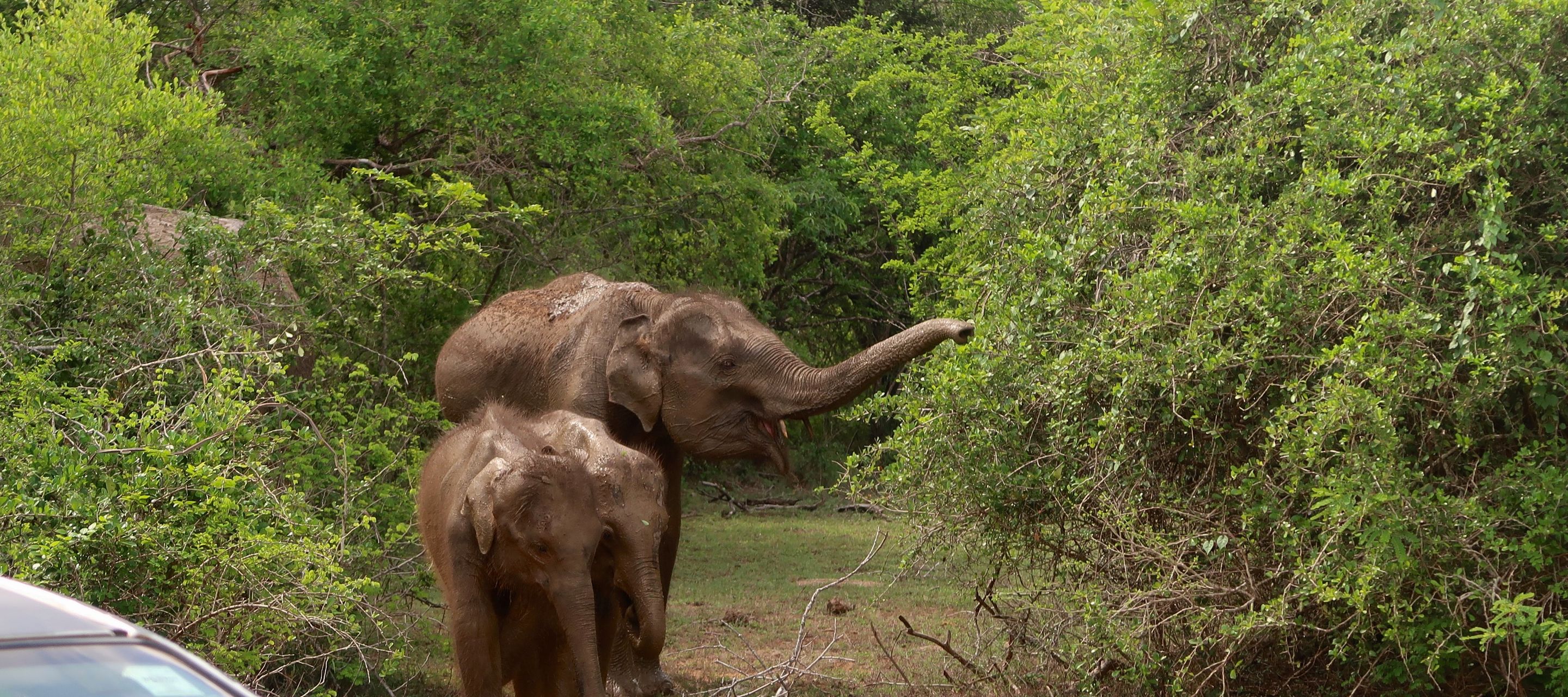 Elefantenfamilie im Yala Nationalpark