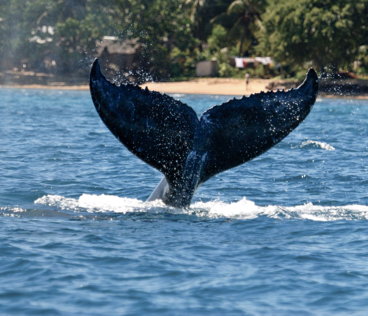 Buckelwale nutzen das Meer vor Sainte Marie für die Aufzucht der Jungtiere.